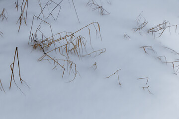 Brown blades of grass sticking out of the snow