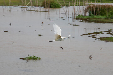 bird thale noi phatthalung