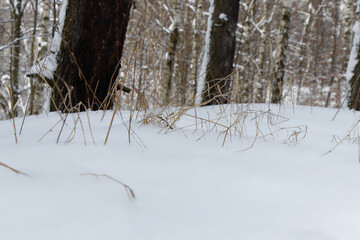 Brown blades of grass sticking out of the snow with out of focus forest in background
