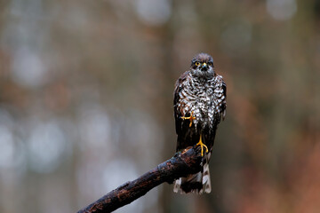 Eurasian Sparrow hawk (Accipiter nisus) sitting on a branch after taking a bath in the forest  in the Netherlands. Dark background
