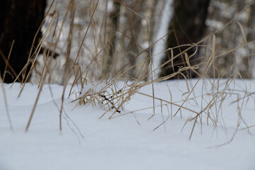 View on brown blades of grass sticking out of the snow with out of focus forest in background