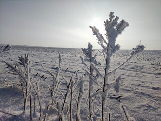 Zimowa roślina © Daria