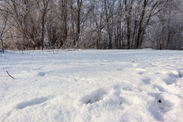 Beautiful winter landscape with trees and snow