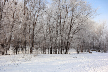 Beautiful winter landscape with trees and snow