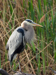 great blue heron