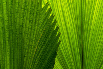 palm leaf background