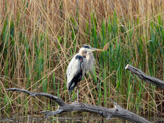 great blue heron