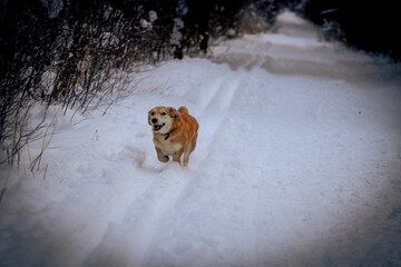 A cheerful dog running in the snow outdoors; Winter cold forest early in the morning