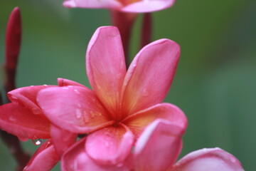 beautiful flower with water drops