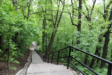 Obraz premium walk in the woods and green forest