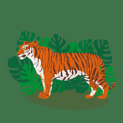 Trendy standing tiger in tropical leaves of monstera