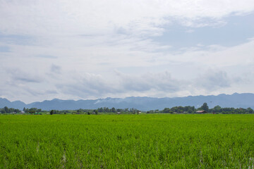 Rice fields in chiang mai