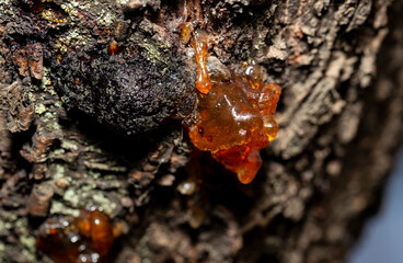 Formation of resin from the juice of a cherry tree.The tree was affected by insect parasites.This...