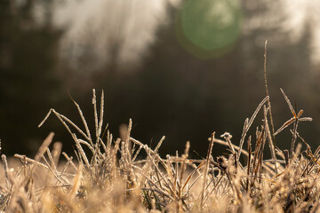 Frost on the grass in the Forest. Ice crystals on meadow grass close up. Nature background.Grass with morning frost and yellow sunlight in the meadow, Frozen grass on meadow at sunrise light. Winter