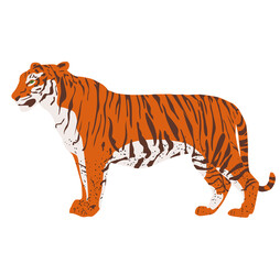 Isolated standing tiger. White background