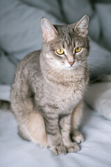 Obraz na płótnie Canvas A striped gray cat with yellow eyes. A domestic cat sits on gray bed. The cat in the home interior. Image for veterinary clinics, sites about cats.