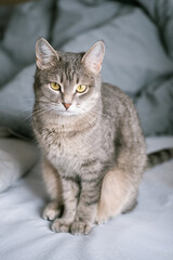 A striped gray cat with yellow eyes. A domestic cat sits on gray bed. The cat in the home interior. Image for veterinary clinics, sites about cats.