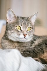A striped gray cat with yellow eyes. A domestic cat lies in bed on the bed. The cat in the home interior. Image for veterinary clinics, sites about cats.