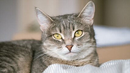 A striped gray cat with yellow eyes. A domestic cat lies in bed on the bed. The cat in the home interior. Image for veterinary clinics, sites about cats.