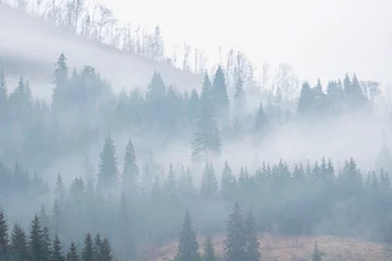 Photo sur Plexiglas Forêt dans le brouillard Forêt d& 39 épinettes en automne ou en hiver Collines de montagne jaunes dans le brouillard par temps nuageux