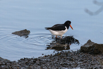 Eurasian Oystercatcher (Haematopus ostralegus), Victoria Park, Belfast, Northern Ireland, UK