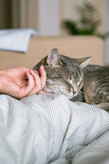 Fototapeta na wymiar The gray striped cat lies in bed on the bed with woman's hand on a gray background. The hostess gently strokes her cat on the fur. The relationship between a cat and a person. World Pet Day.