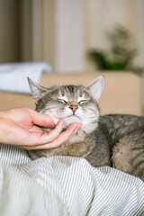 The gray striped cat lies in bed on the bed with woman's hand on a gray background. The hostess gently strokes her cat on the fur. The relationship between a cat and a person. World Pet Day.