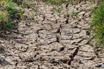 Dried and cracked soil on a meadow in May. Due to the climate change the rain stopped in April and...