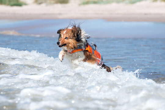 Funny sable white shetland sheepdog in special life saving vest swimming in sea, ocean. Cute water addicted sheltie, little collie, small dog jumping into big waves wearing life belt. 