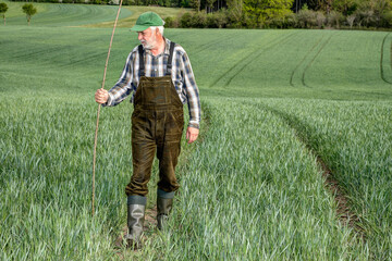 A senior farmer with green dungarees, rubber boots and wooden stick walks through his grain field and checks the state of growth.