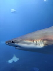 shark in the sea