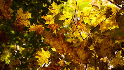 autumn leaves on the tree