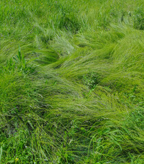 green grass lies in solid wave, background