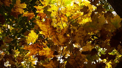 autumn leaves on the tree