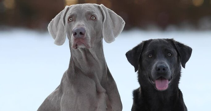 Weimaraner und Labrador
