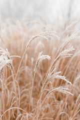 Abstract natural background of soft plants Cortaderia selloana. Frosted pampas grass on a blurry...