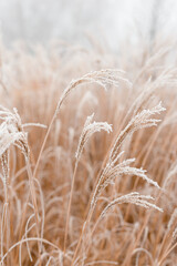 Abstract natural background of soft plants Cortaderia selloana. Frosted pampas grass on a blurry bokeh, Dry reeds boho style. Patterns on the first ice. Earth watching