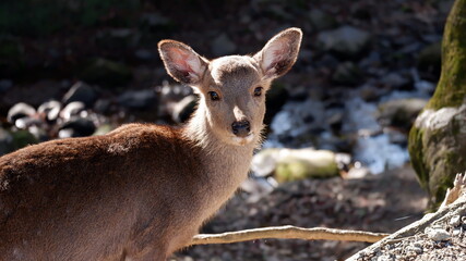 振り返りバンビ
