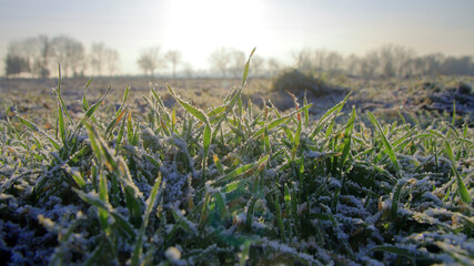 First morning frost on the grass.