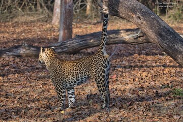 Leopard with its scent marking at Kabini, Nagarhole National Park, Karnataka, India