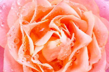 Salmon colored rose on black