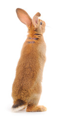Brown rabbit isolated.