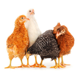 Young hens isolated.
