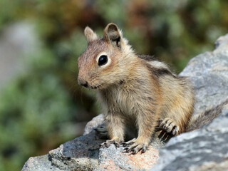 Naklejka na ściany i meble Golden-mantled Ground Squirrel Close-up