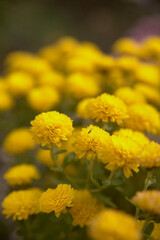 Yellow chrysanthemum flowers on a blurry green background