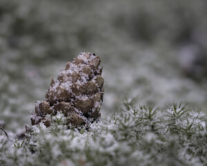 A beautiful picture of a pine cone in snow