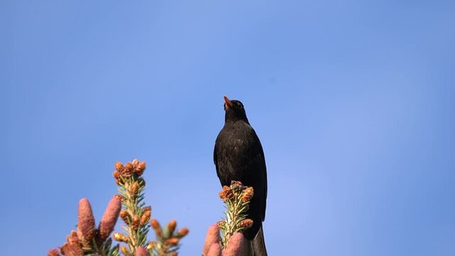 Amsel singt auf einem Nadembaum