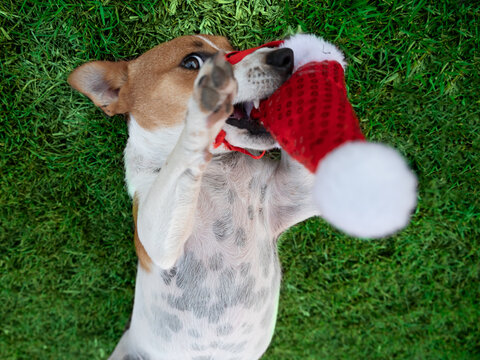 Cute Puppy Playing with his Santa Hat