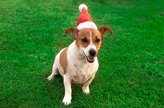 Cute Puppy Playing with his Santa Hat