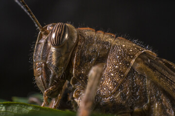Extreme macro, Egyptian locust Grasshopper on a leaf, pest